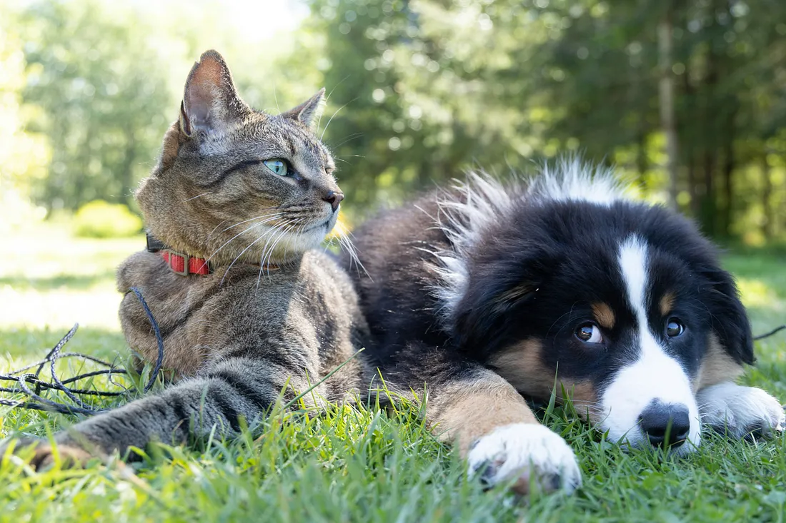 Featured image for Building a Near-Perfect Cat vs. Dog Classifier with InceptionV3 article